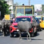 GCC makes microchipping must to prevent stray cattle menace