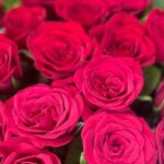 Rose prices surge ahead of Valentine’s Day