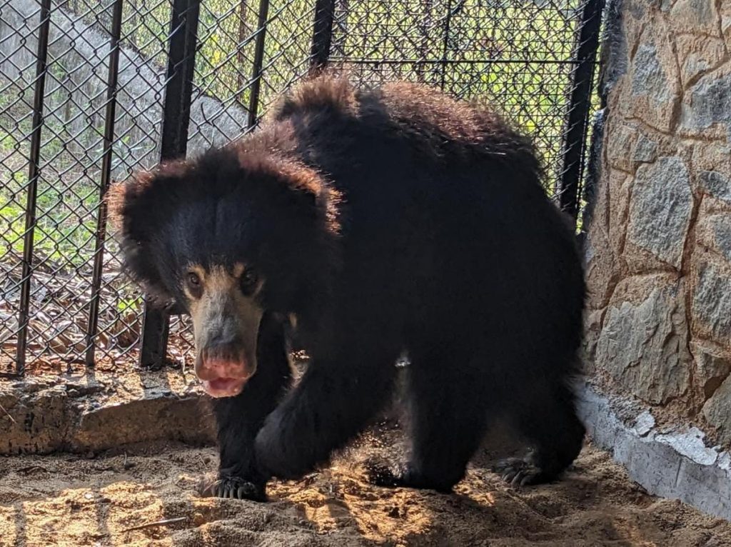 Vandalur Zoo to house Himalayan black bears