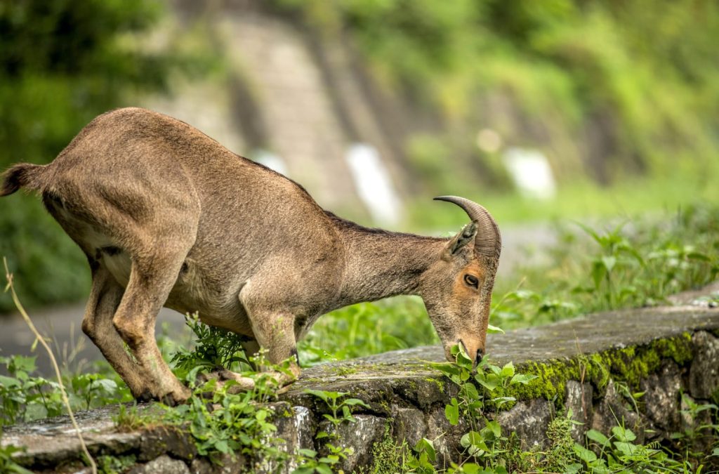 Nilgiri Tahr survey begins in Anaimalai–Pollachi region