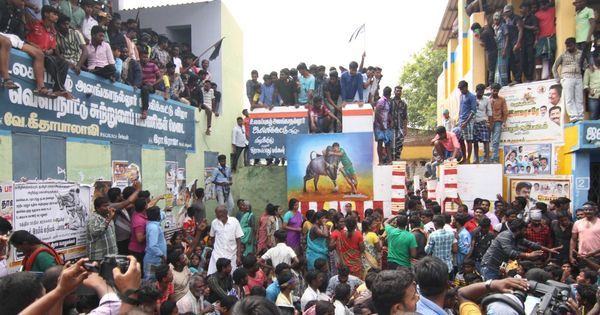 AIADMK announces Madurai protest over Jallikattu remarks