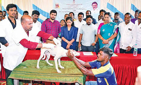 GCC to vaccinate 2 lakh dogs in citywide anti-rabies drive