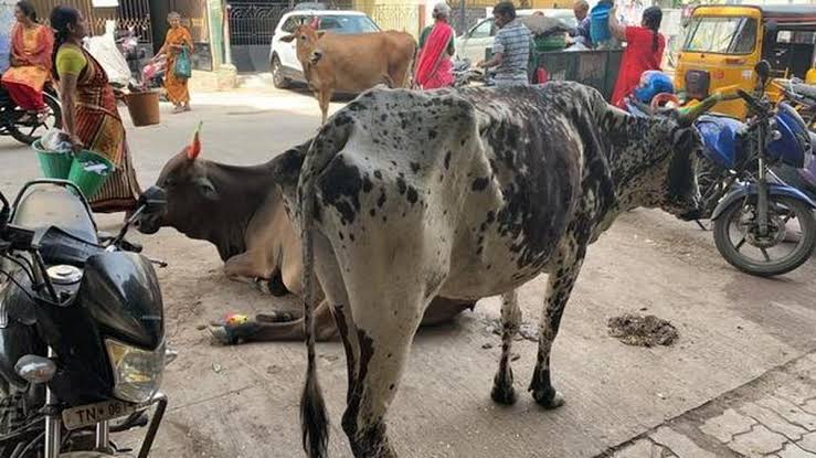 Cow attacks 69-year-old woman in Triplicane