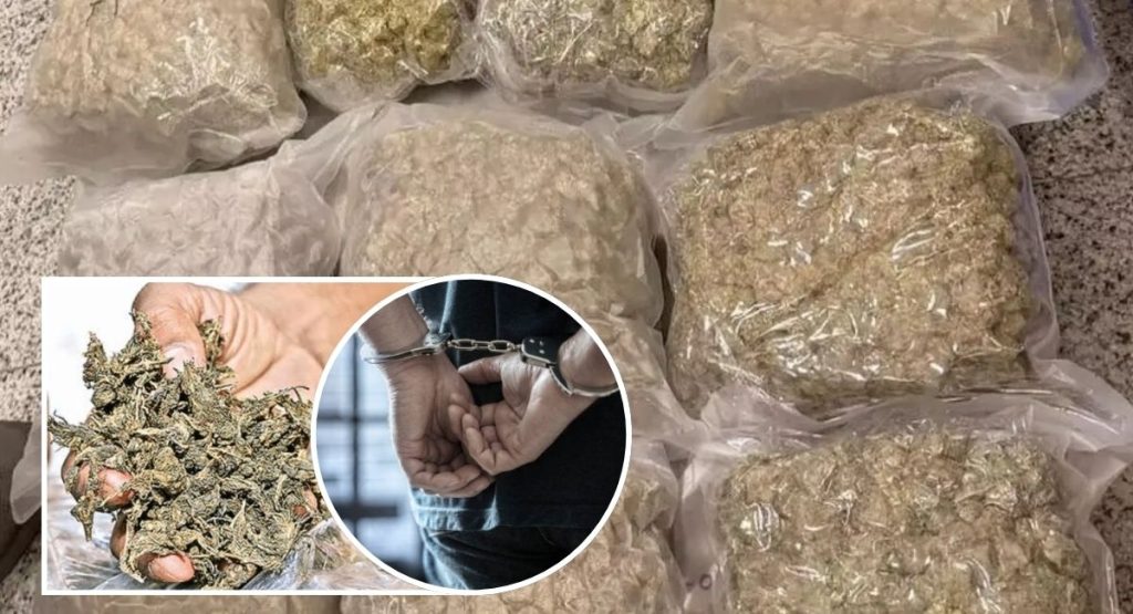 13 Held in Chennai Drug Crackdown; 45 Kg Ganja Seized
