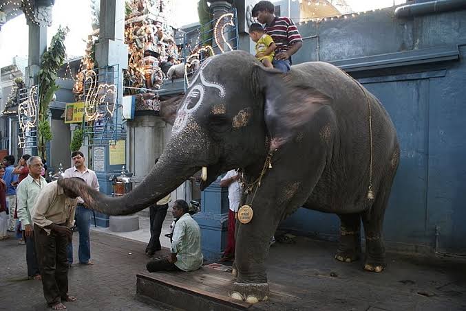 Madras HC orders SOP for elephants in temple festivals