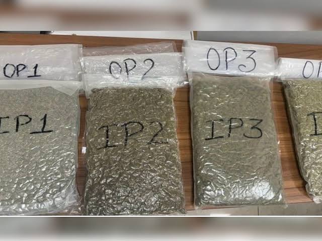 Hydroponic cannabis worth Rs 51.7 lakh seized at Chennai airport