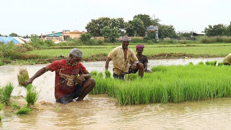TN on alert to protect paddy crops from heavy rain
